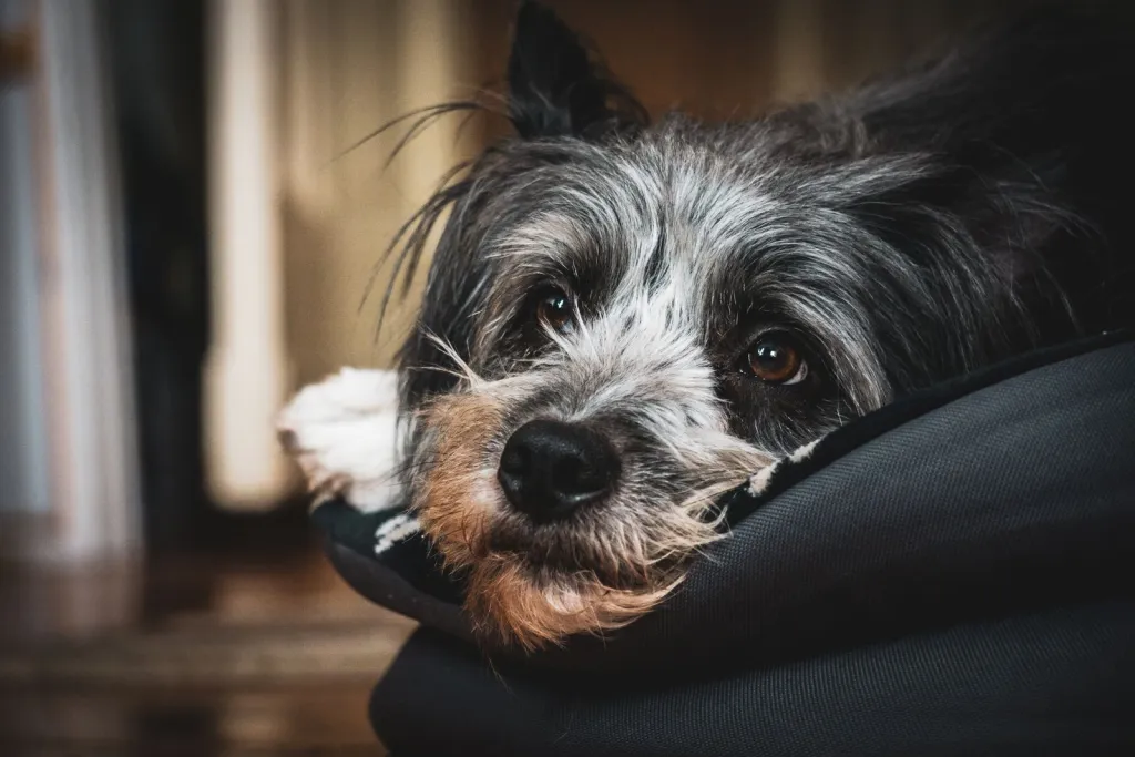 Care Around Your Pet’s Comfort